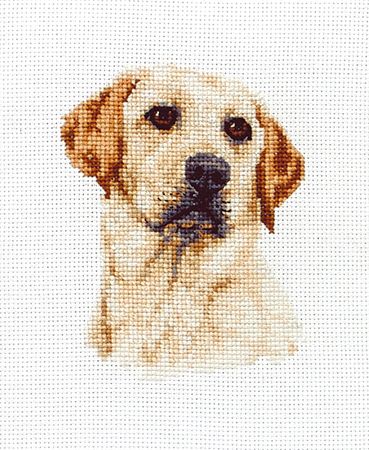 [PCE214] Labrador Portrait