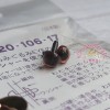 Hamanaka H220-106-17 透明棕色水晶眼 (6mm)